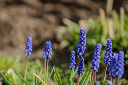A cluster of small, purple flowers with elongated shapes, nestled among green foliage. Their soft hues contrast with the surrounding greenery, creating a visually appealing composition - Powered by Adobe