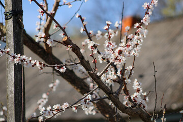 - A tree branch with white blossoms, indicating it might be springtime. The delicate flowers contrast with the darker branches, creating a seasonal atmosphere
