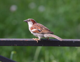 A sparrow is sitting on a black metal fence