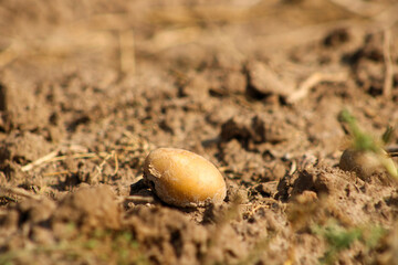 A single seed lying on the soil, emphasizing its texture and potential for growth. The earthy tones...