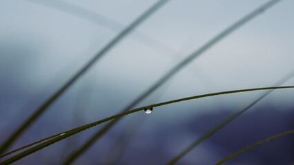 Closeup of rain drops glistening on blades of grass after a heavy shower