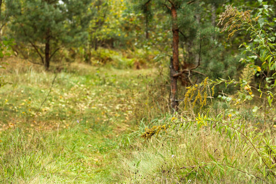 A grassy area with scattered trees and yellow flowers, creating a vibrant natural scene. The mix of greenery and bright blossoms adds depth to the landscape