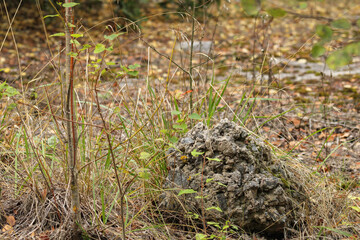 A patch of ground with grass, small plants, and a rock. The earthy tones and organic details highlight the simplicity of the natural environment