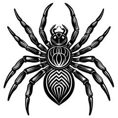 A spider with a black and white design on its back. The spider has a very creepy look to it