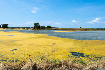 Sel, Paludier, Marais salants, Guerande, 44, Loire Atlantique, France
