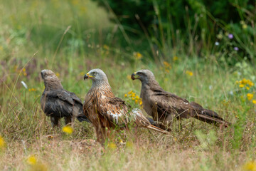 Milan royal,.Milvus milvus , Red Kite