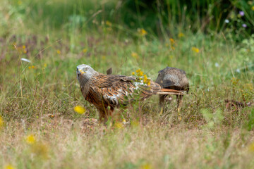 Milan royal,.Milvus milvus , Red Kite