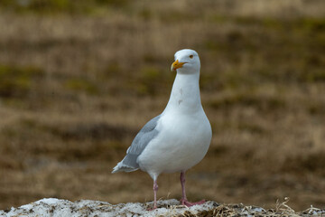 Goéland bourgmestre,.Larus hyperboreus, Glaucous Gull