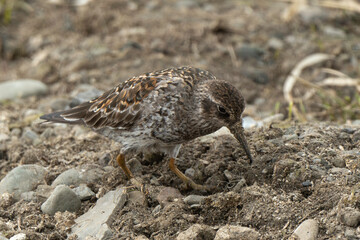 Pluvier doré,.Pluvialis apricaria, European Golden Plover