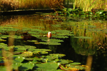 Lilia wodna, woda, natura, zieleń