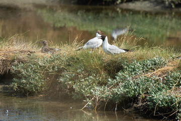 Mouette rieuse, nid,.Chroicocephalus ridibundus, Black headed Gull, Obione portulacoides, Obione, Marais salants, Guerande, 44, Loire Atlantique, France