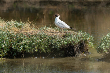 Mouette rieuse, nid,.Chroicocephalus ridibundus, Black headed Gull, Obione portulacoides, Obione, Marais salants, Guerande, 44, Loire Atlantique, France