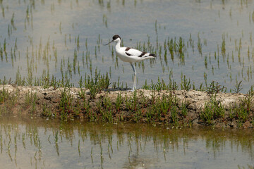 Avocette élégante, Recurvirostra avosetta, Pied Avocet, marais salants , île de Noirmoutier, 85, Vendée, France