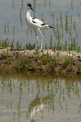 Avocette élégante, Recurvirostra avosetta, Pied Avocet, marais salants , île de Noirmoutier, 85, Vendée, France