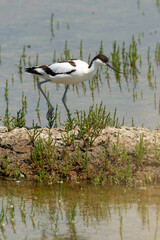Avocette élégante, Recurvirostra avosetta, Pied Avocet, marais salants , île de Noirmoutier, 85, Vendée, France