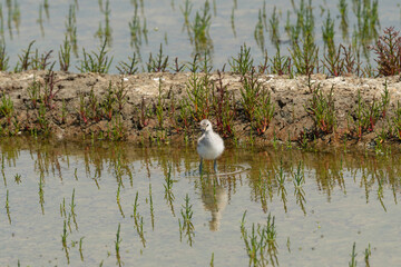Avocette élégante, jeune, Recurvirostra avosetta, Pied Avocet, marais salants , île de...