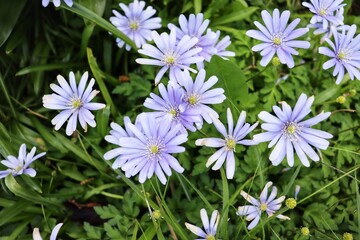 group of pale purple Chicory