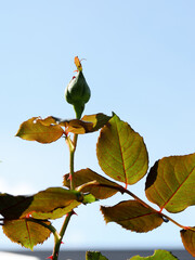 Close-up picture of some back lit rose leaves showing the detail of the vein structure