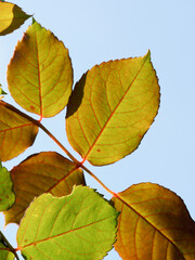 Close-up picture of some back lit rose leaves showing the detail of the vein structure