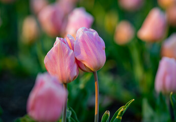Tender Tulips. Amazing sensual bright tulip flowers blooming in the garden at sunny spring day. Red tulips in the park. Spring landscape. Field of tulips. Spring flowers.