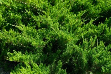 Close-up shot of a juniper plant