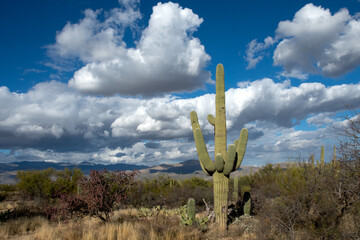 Saguaro Cactus in Saguaro National Park, Arizona.