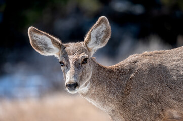 Portrait of a Mule Deer