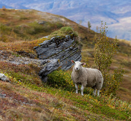 Fototapeta premium Lamb in hilly terrain, mountains of Tromsø