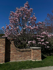 Cherry Blossoms 