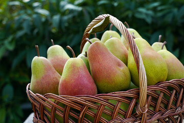 pears in a basket. harvest of ripe pears on the background of nature.