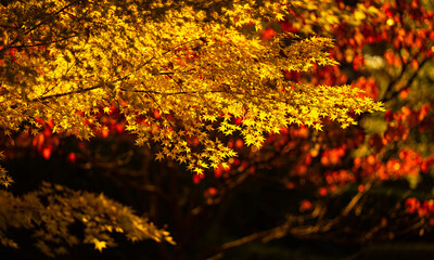 Yellow autumn maple leaves. Sunny autumn day. Fall in nature. Natural autumn fall background. Golden season. Bright orange and red leaf colors. Maple leaves in autumn sunny day.