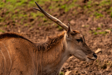 gazelle grazing in a national park in spain