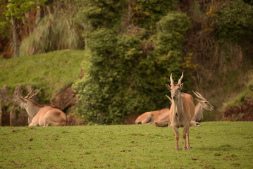 gazelle grazing in a national park in spain