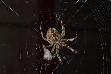 The spider-cross (Latin Araneus) sits in the center of the web. The spider-cross is waiting for prey caught in the web.