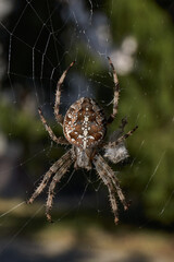 The spider-cross (Latin Araneus) sits in the center of the web. The spider-cross is waiting for prey caught in the web.