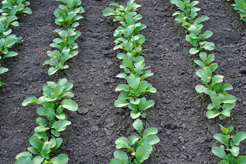 growing young red radish. rows of plants in the garden