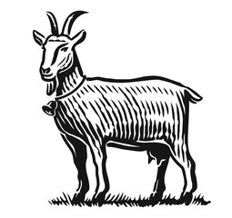 Young goat grazes in meadow. Farm animal sketch. Hand drawn vector illustration engraving style