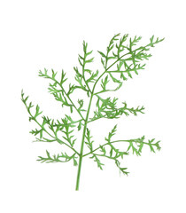 One green carrot twig isolated on white