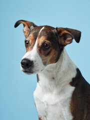 A poised mixed-breed dog poses against a soft blue backdrop, its playful character captured in a candid moment