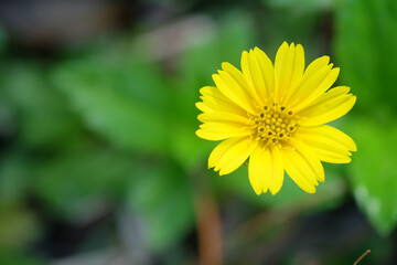 yellow  flower
