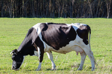 A dairy cow, with her head bowed to the ground, grazes on a green meadow in good weather.