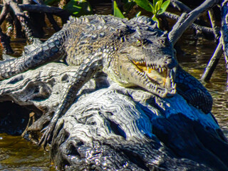 Fierce American Crocodile in Everglades National Park