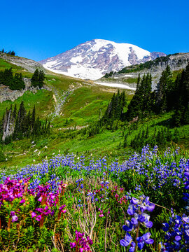 Beautiful Blue Wildflowers in front of Mount Ranier in Washington State