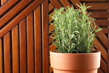Aromatic rosemary plant in pot against wooden background, closeup. Space for text