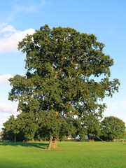 Large tree in a field