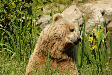 Bär im Sommer