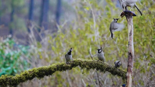 A Group of Red-vented Bulbul (Pycnonotus cafer)