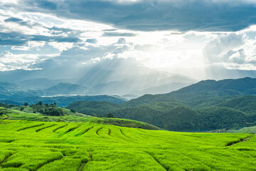 Rice terraces, rainy season in Chiang Mai Province, Thailand © toptop28