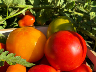 Fresh tomatoes in vegetable garden