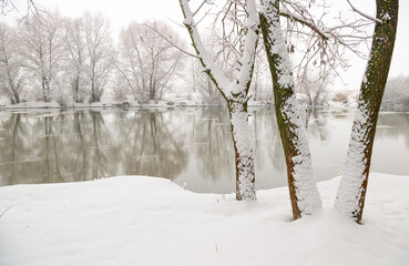 Snow-covered trees on the bank of a winter river.